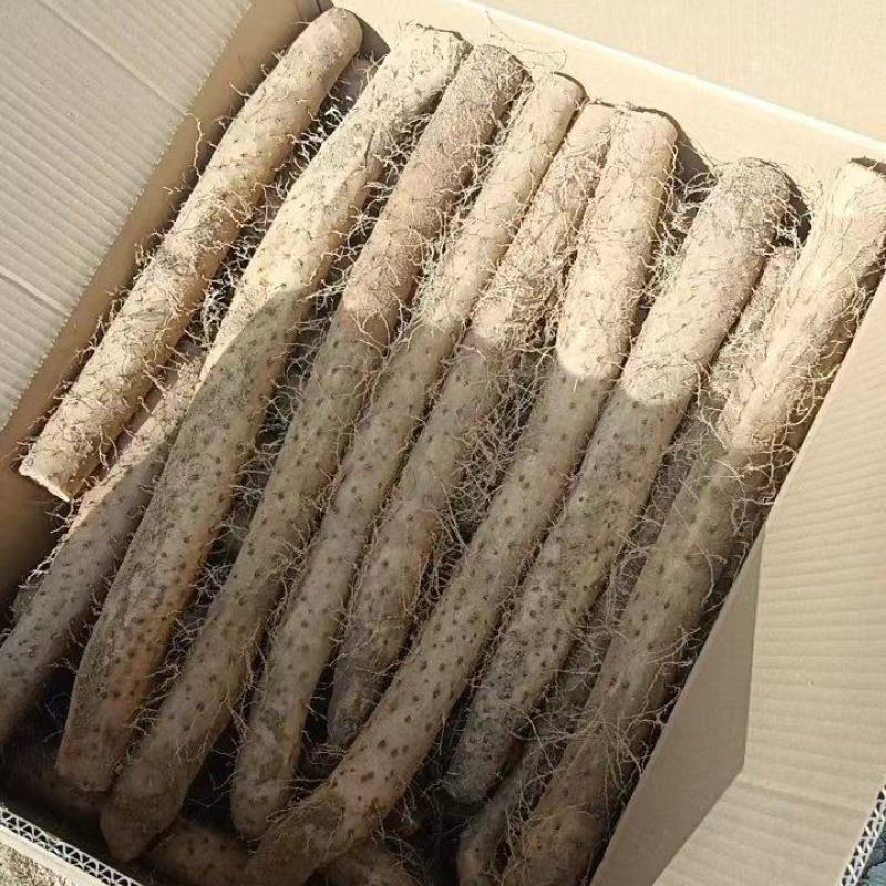 山东新鲜白玉面山药大量现货供应中（产地供货）