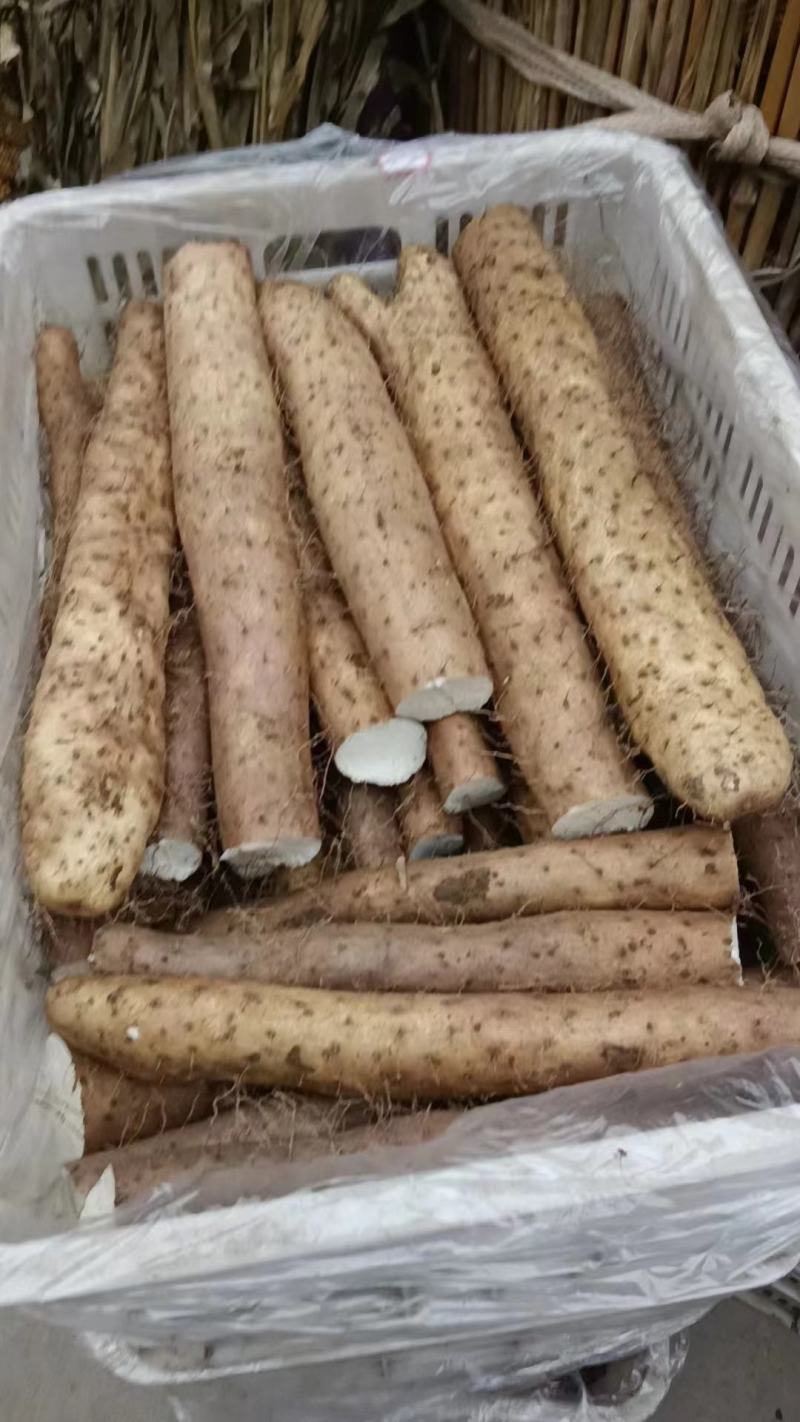 山东新鲜白玉面山药大量现货供应中（产地供货）