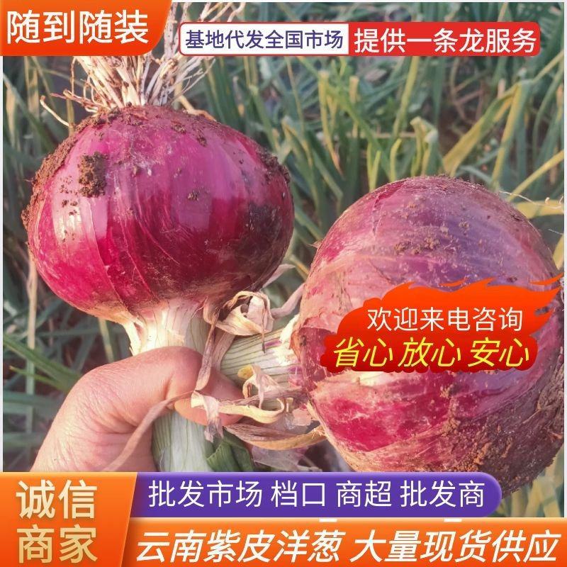 云南洋葱水果形，**批发市场，电商，常年有货，欢迎合作