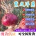云南洋葱/紫皮小洋葱/产地直发规格齐全/诚信代发全国