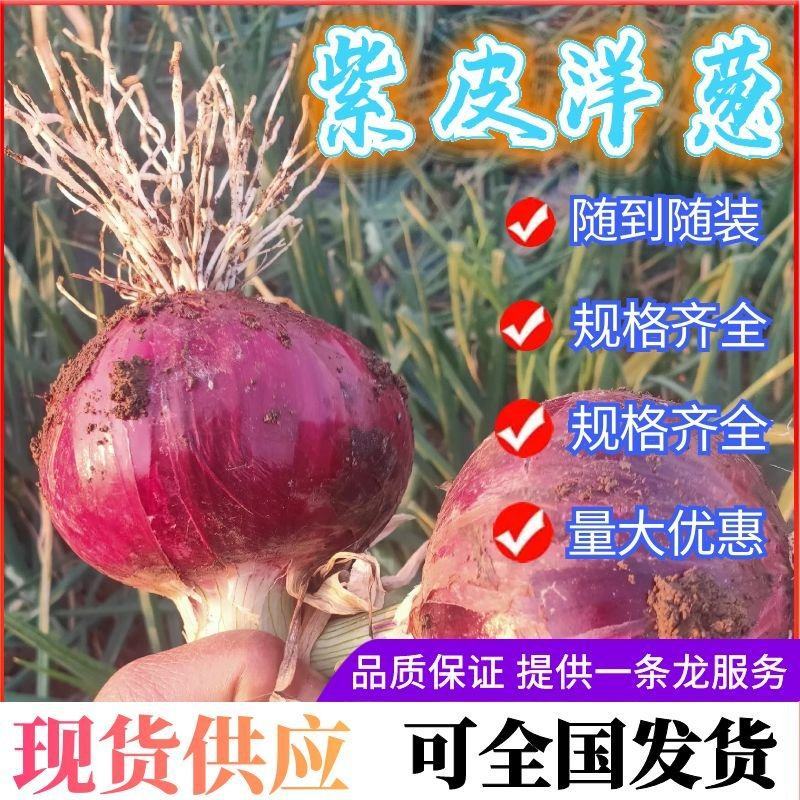 云南洋葱/紫皮小洋葱/产地直发规格齐全/诚信代发全国
