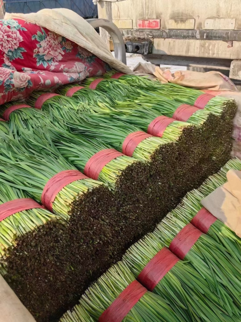 乐亭精品韭菜大叶韭菜根粗叶绿不超高（产地直接发货）