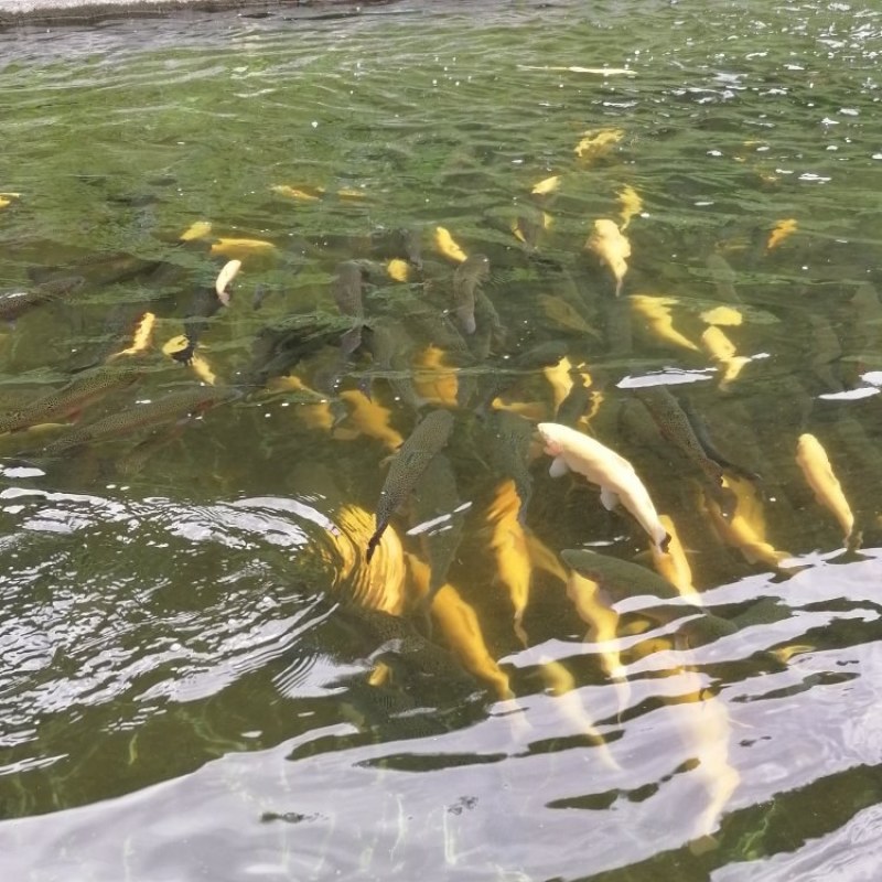 虹鳟鱼