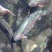 虹鳟鱼