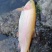 虹鳟鱼