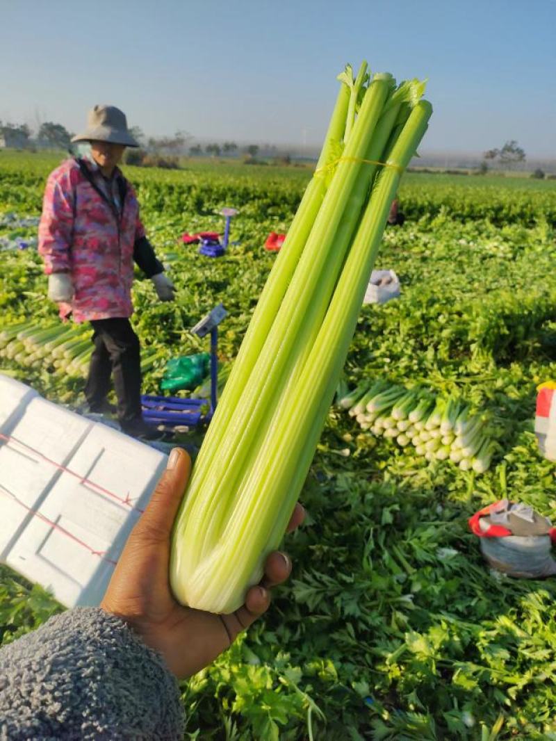 【芹菜】精品西芹对接全国市场电商商超量大从优