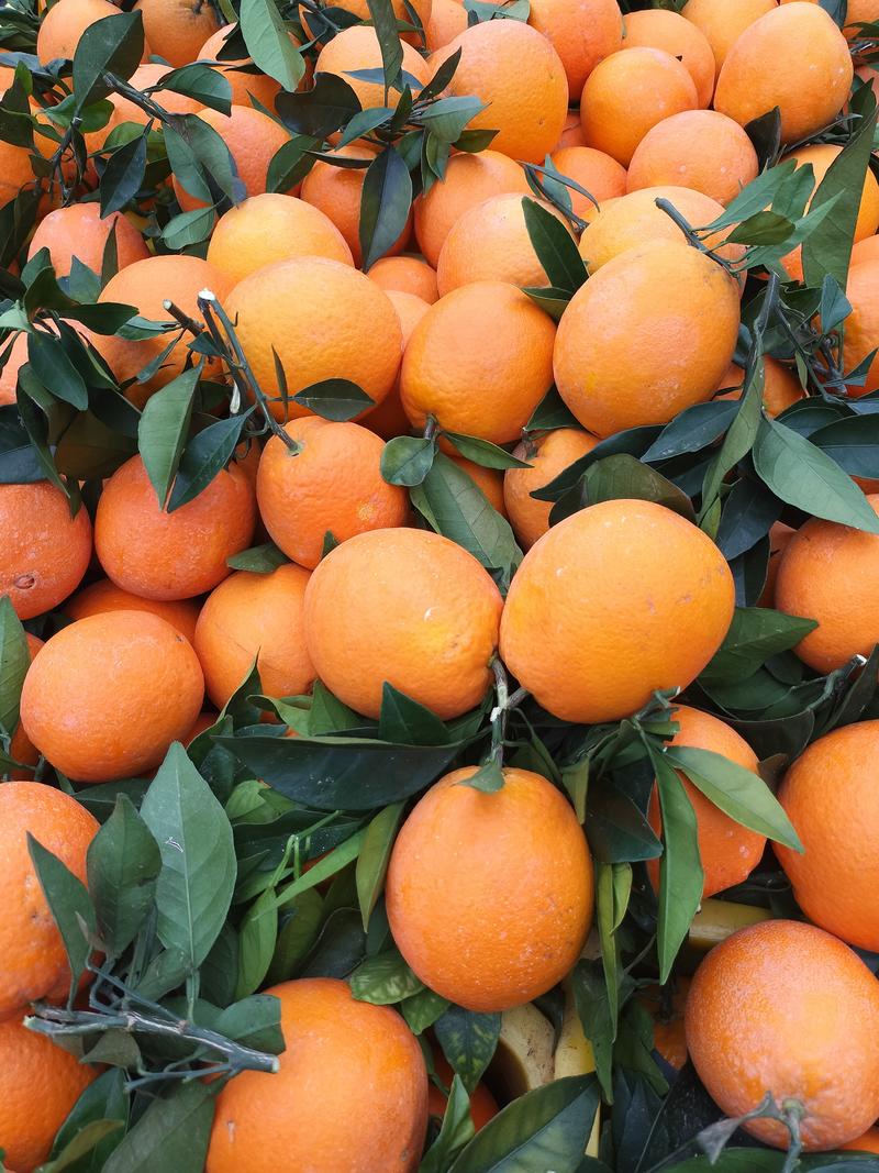 精品脐橙纽荷尔脐橙大量上市中一手货源量大从优欢迎咨询