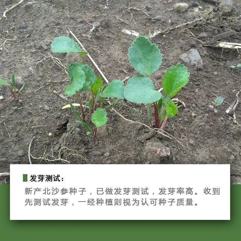 北沙参种子别名莱阳参海沙参银沙参多年生草本以植物干燥根入