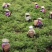 大量湖南湘西永顺莓茶