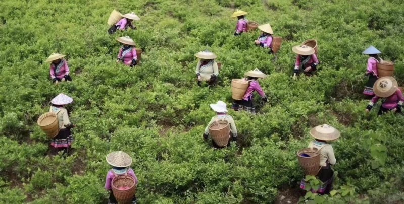 大量湖南湘西永顺莓茶