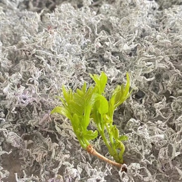 大量湖南湘西永顺莓茶