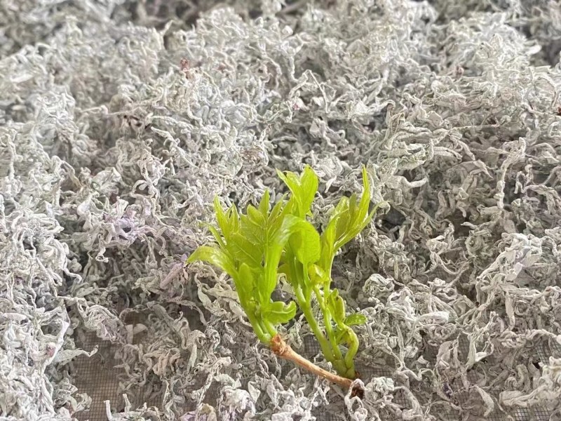 大量湖南湘西永顺莓茶