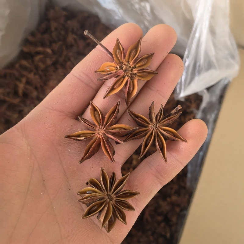 八角大茴香选无籽关书药业批发各种规格中药材