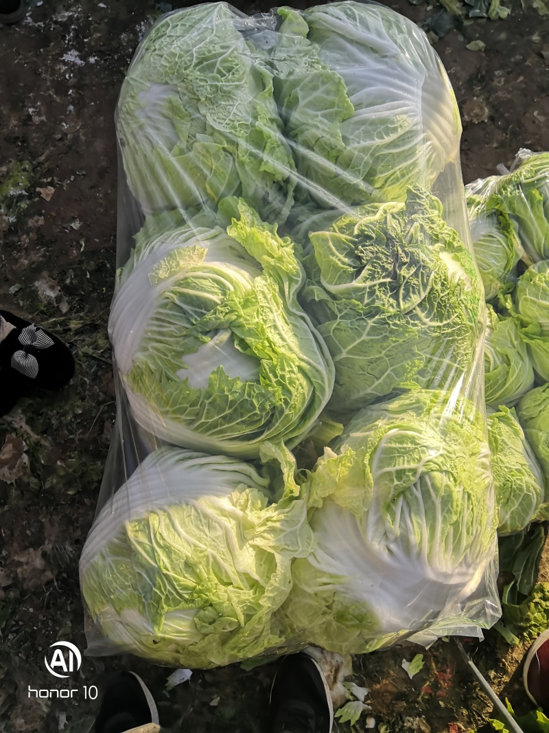 河南秦白大白菜。产地直发货源充足！欢迎来电订购！