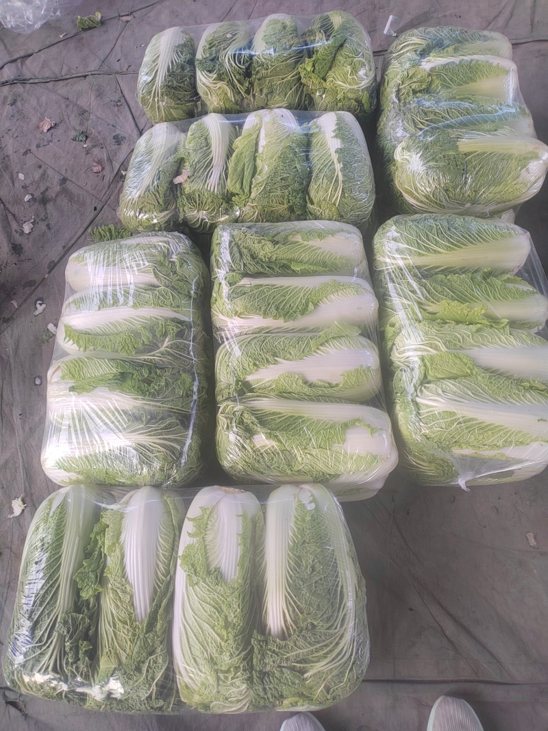 河南青杂三号白菜，个头均匀。产地直发货源充足！欢迎来电订购！