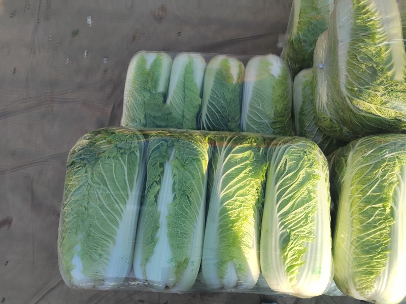 河南青杂三号白菜，个头均匀。产地直发货源充足！欢迎来电订购！