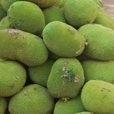 菠萝蜜量大从优可视频看货大量供应欢迎电话