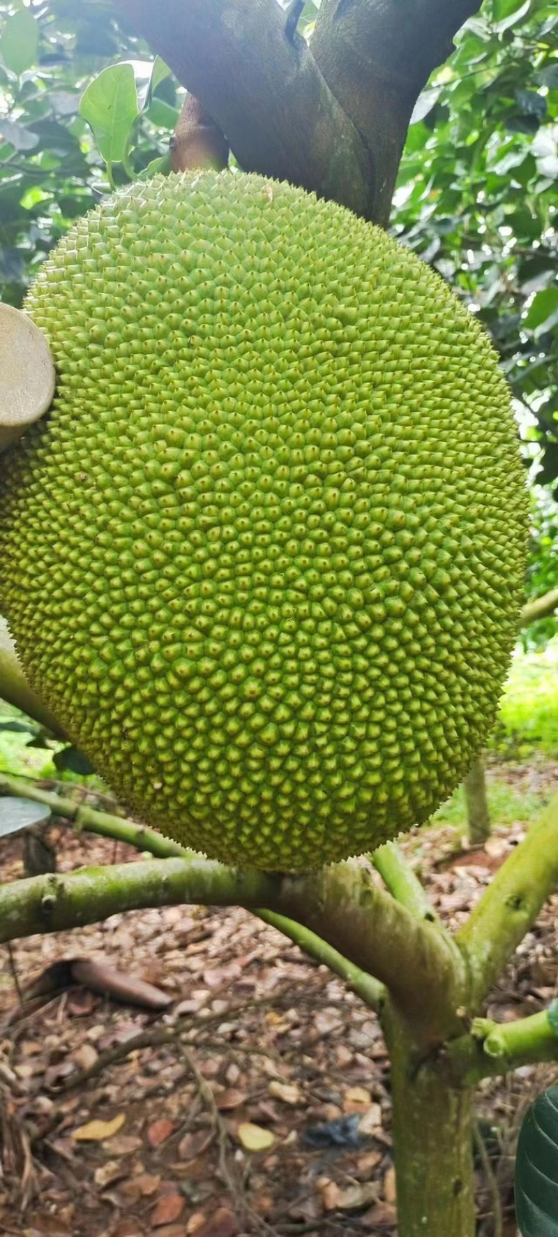 菠萝蜜量大从优可视频看货大量供应欢迎电话