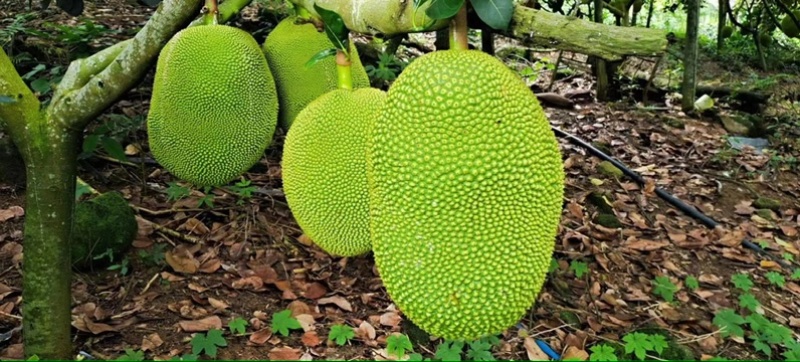 菠萝蜜量大从优可视频看货大量供应欢迎电话