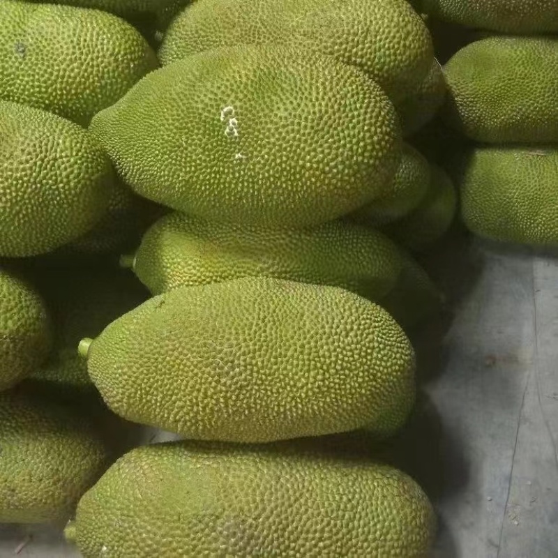 菠萝蜜量大从优可视频看货大量供应欢迎电话