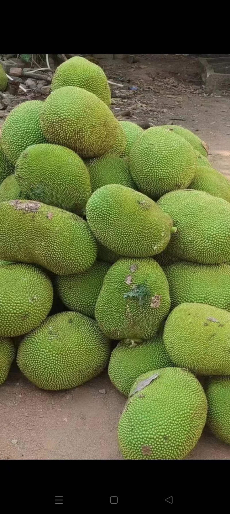 菠萝蜜量大从优可视频看货大量供应欢迎电话