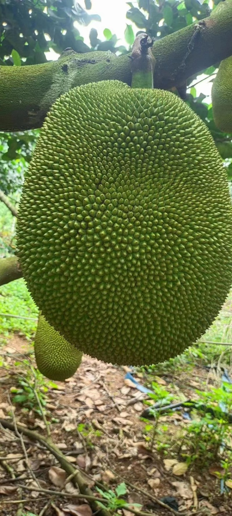 菠萝蜜量大从优可视频看货大量供应欢迎电话