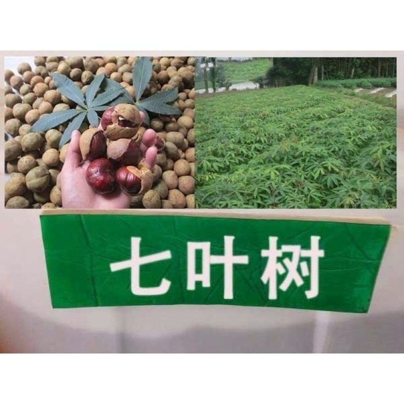 新采七叶树种子梭椤树梭椤子天师栗开心果七叶树种子林木种籽