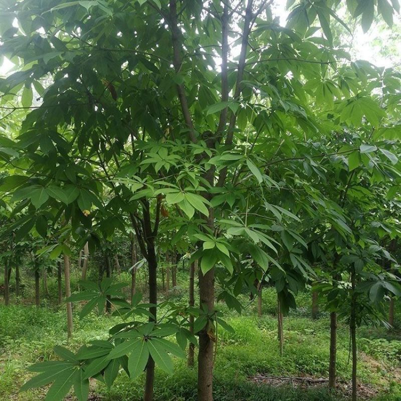 新采七叶树种子梭椤树梭椤子天师栗开心果七叶树种子林木种籽