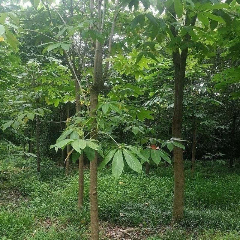 新采七叶树种子梭椤树梭椤子天师栗开心果七叶树种子林木种籽