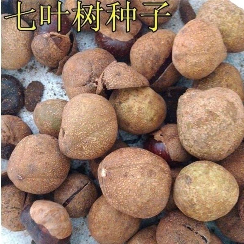 新采七叶树种子梭椤树梭椤子天师栗开心果七叶树种子林木种籽