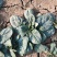 陆地趴地菠菜，无白点，菜品好