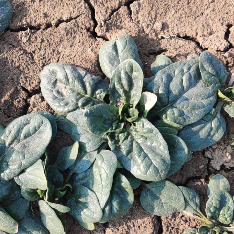 陆地趴地菠菜，无白点，菜品好