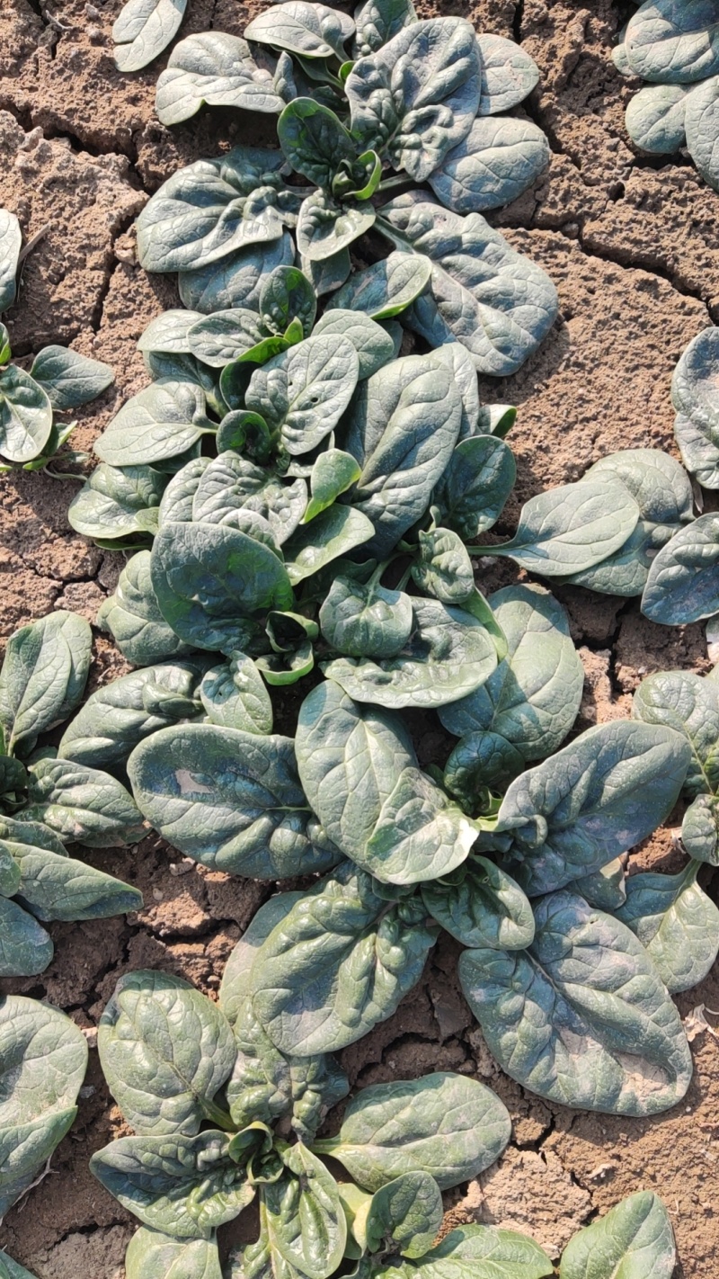 陆地趴地菠菜，无白点，菜品好