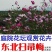 东北扫帚梅花种子一年生野花波斯菊花种子庭院花坛绿化栽