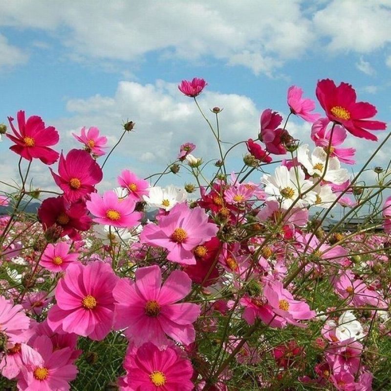 东北扫帚梅花种子一年生野花波斯菊花种子庭院花坛绿化栽
