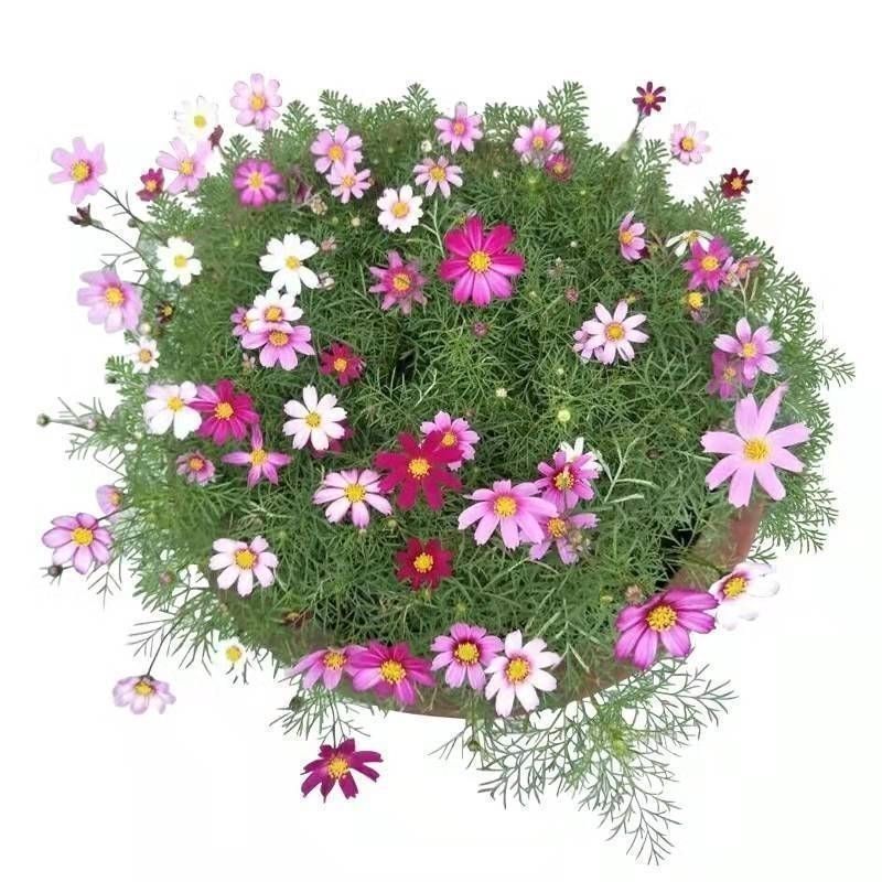 东北扫帚梅花种子一年生野花波斯菊花种子庭院花坛绿化栽