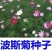 东北扫帚梅花种子一年生野花波斯菊花种子庭院花坛绿化栽
