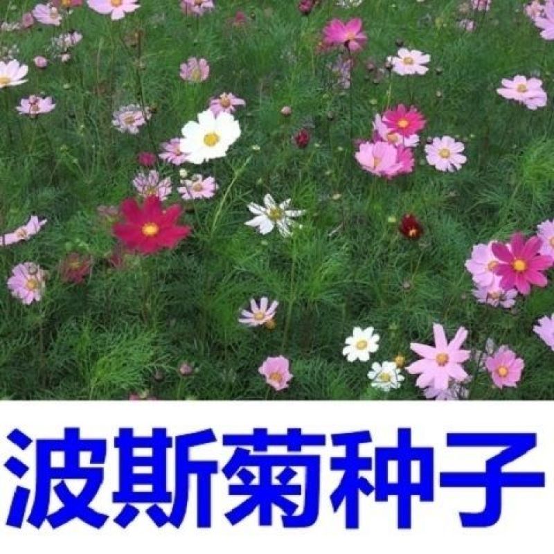 东北扫帚梅花种子一年生野花波斯菊花种子庭院花坛绿化栽