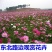 东北扫帚梅花种子一年生野花波斯菊花种子庭院花坛绿化栽