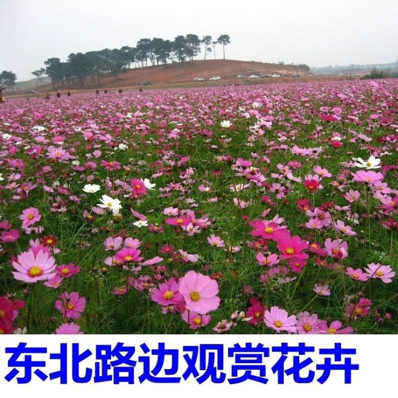 东北扫帚梅花种子一年生野花波斯菊花种子庭院花坛绿化栽