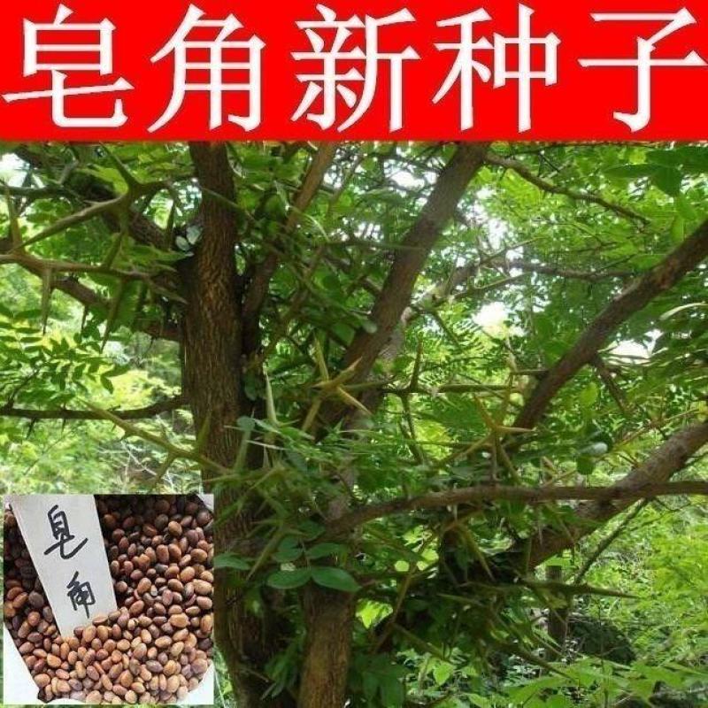 新采皂角种子大皂角中皂角刺树苗的种子篱笆围栏皂荚皂角米小