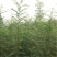 新采皂角种子大皂角中皂角刺树苗的种子篱笆围栏皂荚皂角米小