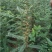 新采皂角种子大皂角中皂角刺树苗的种子篱笆围栏皂荚皂角米小