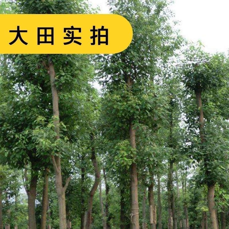 新采皂角种子大皂角中皂角刺树苗的种子篱笆围栏皂荚皂角米小