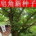 新采皂角种子大皂角中皂角刺树苗的种子篱笆围栏皂荚皂角米小