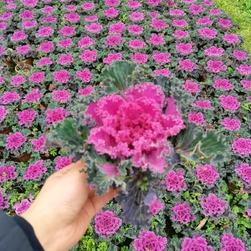 羽衣甘蓝，双色盆，红色粉色，白色