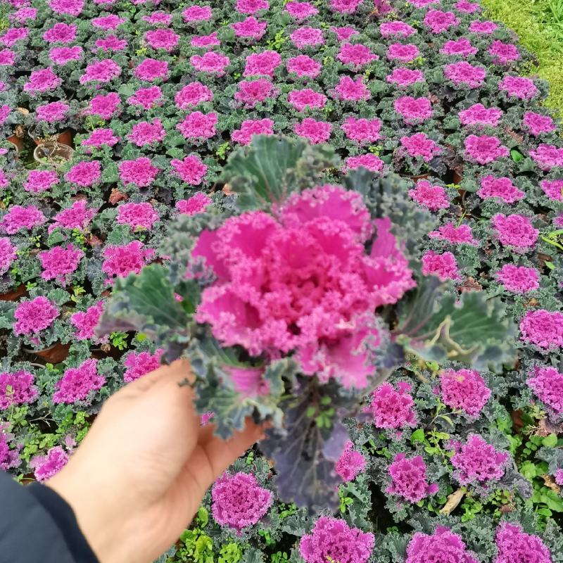 羽衣甘蓝，双色盆，红色粉色，白色