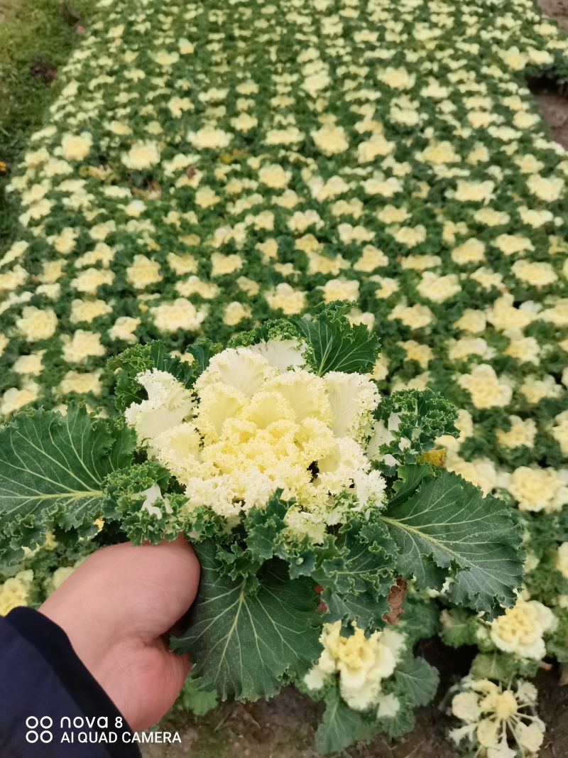 羽衣甘蓝，双色盆，红色粉色，白色