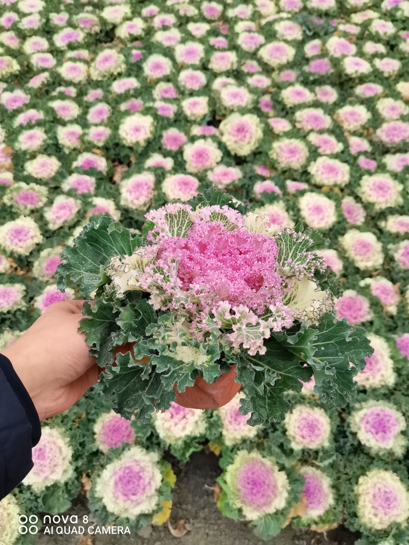 羽衣甘蓝，双色盆，红色粉色，白色