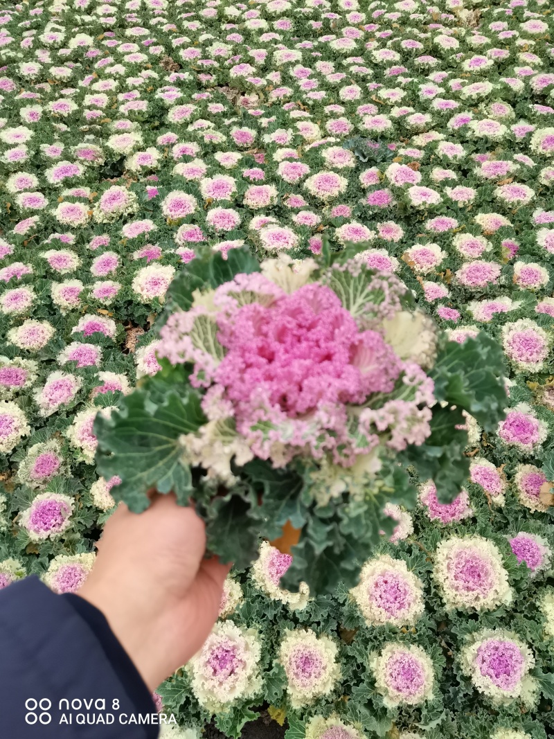 羽衣甘蓝，双色盆，红色粉色，白色